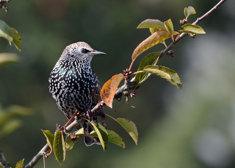 Storni, Sturnus vulgaris